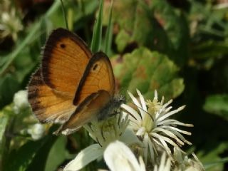 Kk Zpzp Perisi (Coenonympha pamphilus)