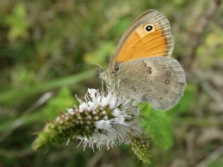 Kk Zpzp Perisi (Coenonympha pamphilus)