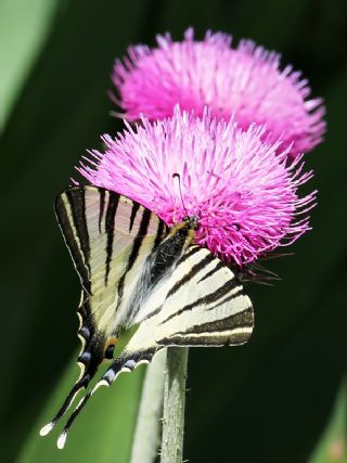 Erik Krlangkuyruk (Iphiclides podalirius)