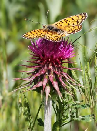 Cezayirli parhan (Melitaea ornata)