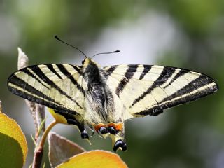 Erik Krlangkuyruk (Iphiclides podalirius)