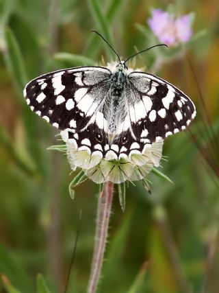 Anadolu Melikesi (Melanargia larissa)