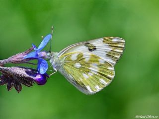 Yeni Beneklimelek (Pontia edusa)