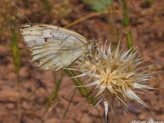 Azeri Melikesi (Melanargia hylata)