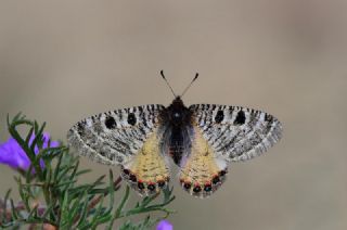 Frat Bakr Gzeli (Margelycaena euphratica )