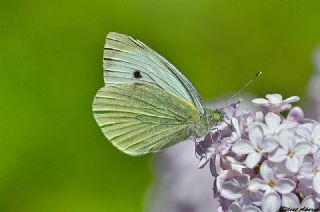 Byk Beyazmelek  (Pieris brassicae)