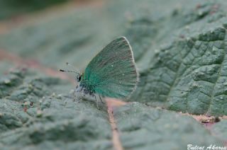 Ign Zmrt, Minikzmrt (Callophrys mystaphia)