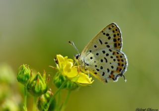 Ign Zmrt, Minikzmrt (Callophrys mystaphia)