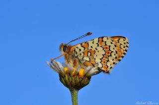 parhan (Melitaea cinxia)