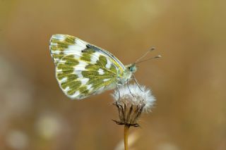 Yeni Beneklimelek (Pontia edusa)