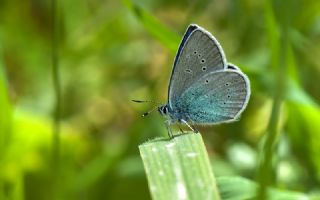 okgzl Rus Mavisi (Polyommatus coelestina)