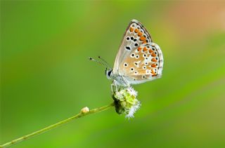 okgzl Esmer (Aricia agestis)