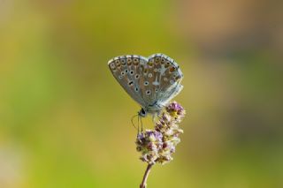 okgzl Gk Mavisi (Polyommatus bellargus)