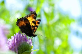 Aglais (Aglais urticae)