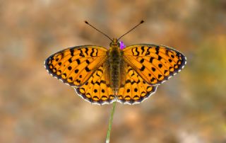Niyobe (Fabriciana niobe)
