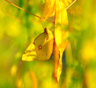 Sar Azamet (Colias croceus)