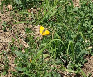 Sar Azamet (Colias croceus)