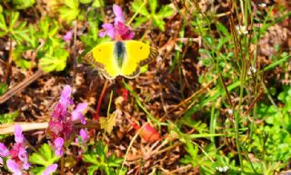 Sar Azamet (Colias croceus)