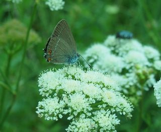 Minik Sevbeni (Satyrium acaciae)