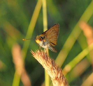 Sar Antenli Zpzp (Thymelicus sylvestris)