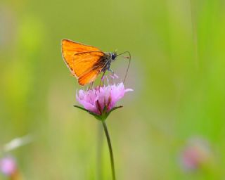 Sar Antenli Zpzp (Thymelicus sylvestris)
