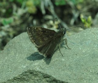 Pasl Zpzp (Erynnis tages)