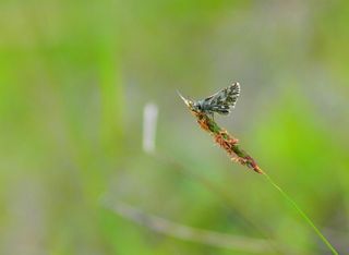 Ebegmeci Zpzp (Pyrgus malvae)