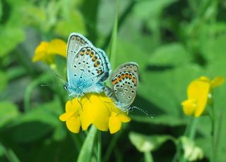Gm Lekeli Esmergz (Plebejus argus)