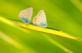 okgzl Mavi (Polyommatus icarus)