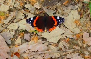 Atalanta (Vanessa atalanta)