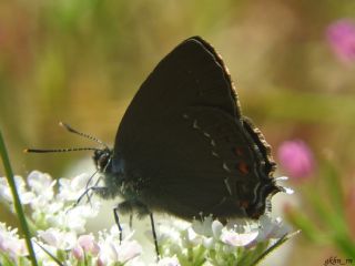 B�y�k Sevbeni&nbsp;(Satyrium&nbsp;ilicis)