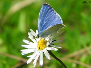 Kutsal Mavi (Celastrina argiolus)