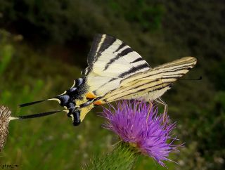 Erik Krlangkuyruk (Iphiclides podalirius)