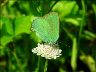 Zmrt (Callophrys rubi)
