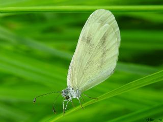 Narin Orman Beyaz (Leptidea sinapis)