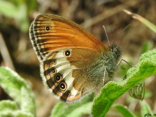 Funda Zpzp Perisi (Coenonympha arcania)