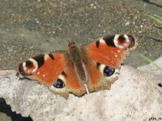 Tavus Kelebei (Inachis io)