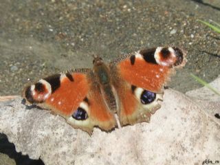 Tavus Kelebei (Nymphalis io)