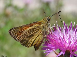 Orman Zpzp (Ochlodes sylvanus)