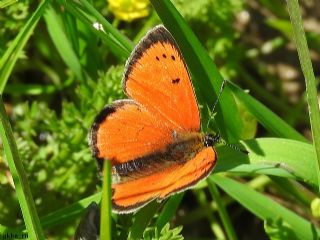 Osmanl Atei (Lycaena ottomanus)