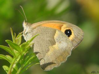 Do�u �ay�r Esmeri&nbsp;(Maniola&nbsp;telmessia)