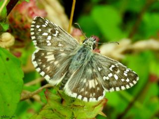 �spanyol Z�pz�p�&nbsp;(Pyrgus&nbsp;armoricanus)