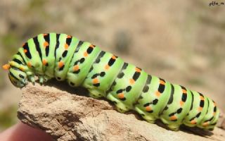 Krlangkuyruk (Papilio machaon)