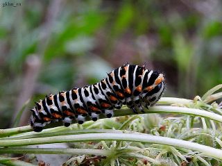 Krlangkuyruk (Papilio machaon)