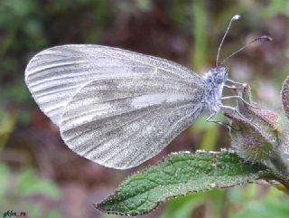 Narin Orman Beyaz (Leptidea sinapis)