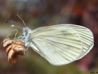 Narin Orman Beyaz (Leptidea sinapis)