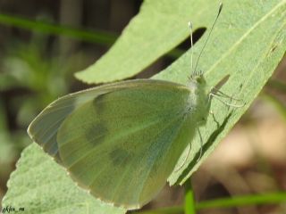 Byk Beyazmelek  (Pieris brassicae)