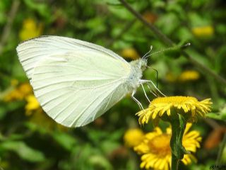 Kk Beyazmelek (Pieris rapae)