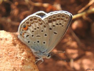 �okg�zl� G�m�� Mavi&nbsp;(Albulina&nbsp;loewii)