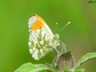 Turuncu Ssl (Anthocharis cardamines)